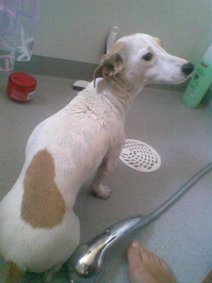 Blanding af racer Borris                    billede 7