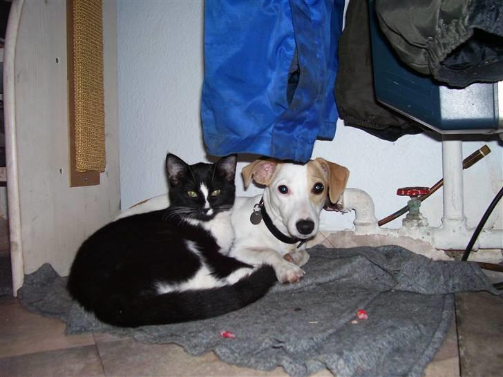 Blanding af racer Borris                    billede 8