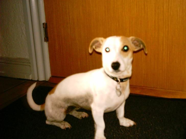 Blanding af racer Borris                    billede 9