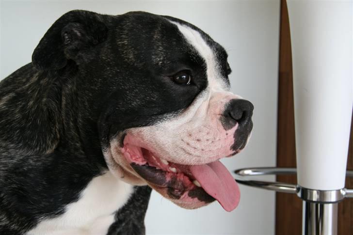 Olde victorian bulldogge Geo billede 9