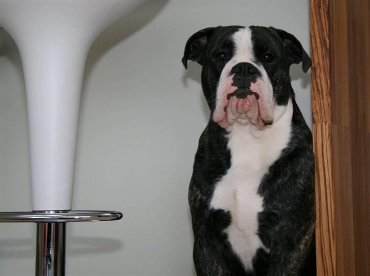 Olde victorian bulldogge Geo - Geo er vist lidt forudrettet på billedet.. Men smuk er han!! billede 10