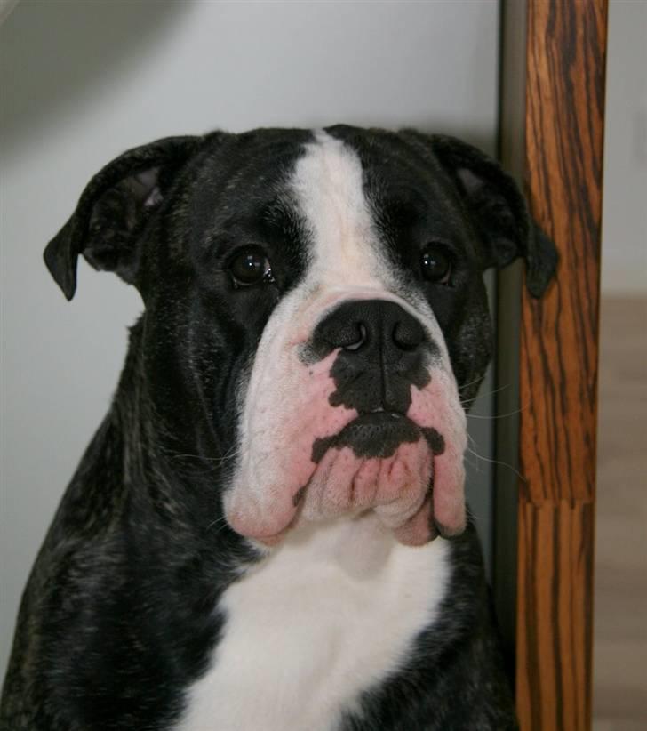 Olde victorian bulldogge Geo billede 11