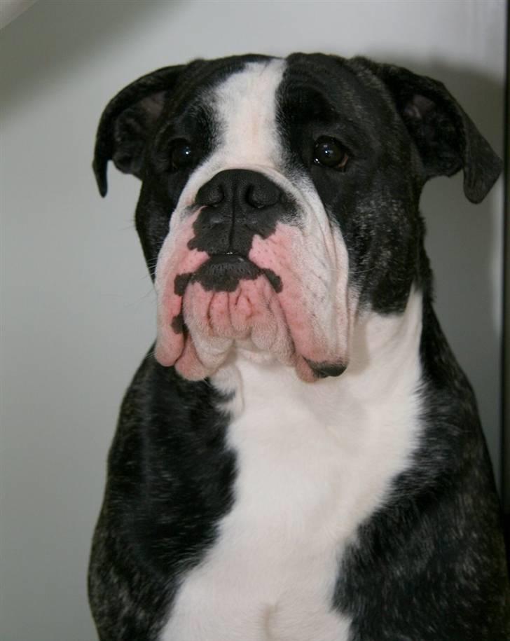 Olde victorian bulldogge Geo billede 12