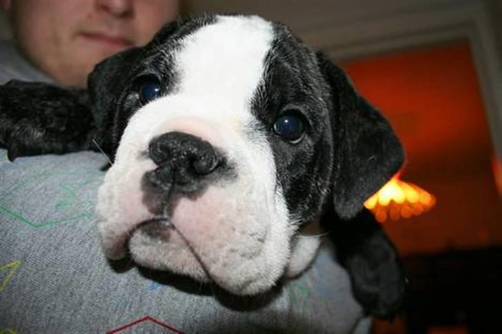 Olde victorian bulldogge Geo - Far, sæt mig nu ned!!!!!!!!!! billede 13