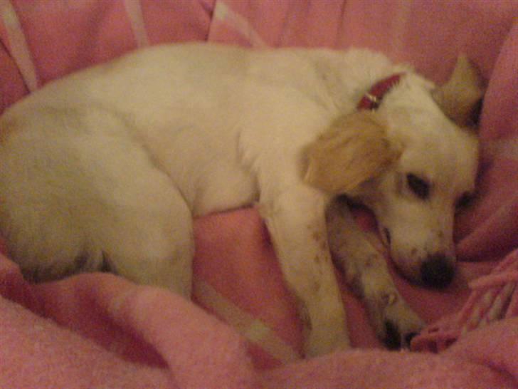 Blanding af racer Honey - puttehygge i sin kurv :D billede 14