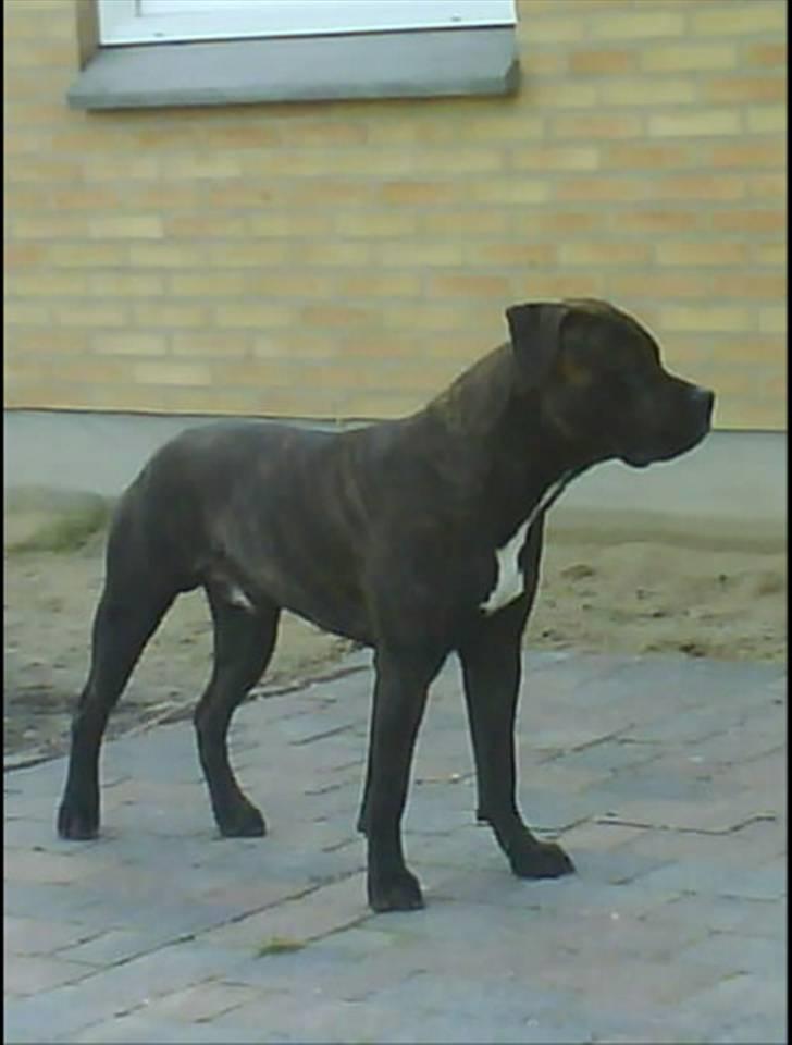 Blanding af racer Rocco billede 1