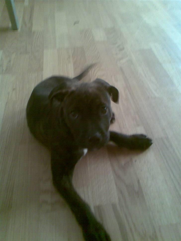 Blanding af racer Rocco billede 2