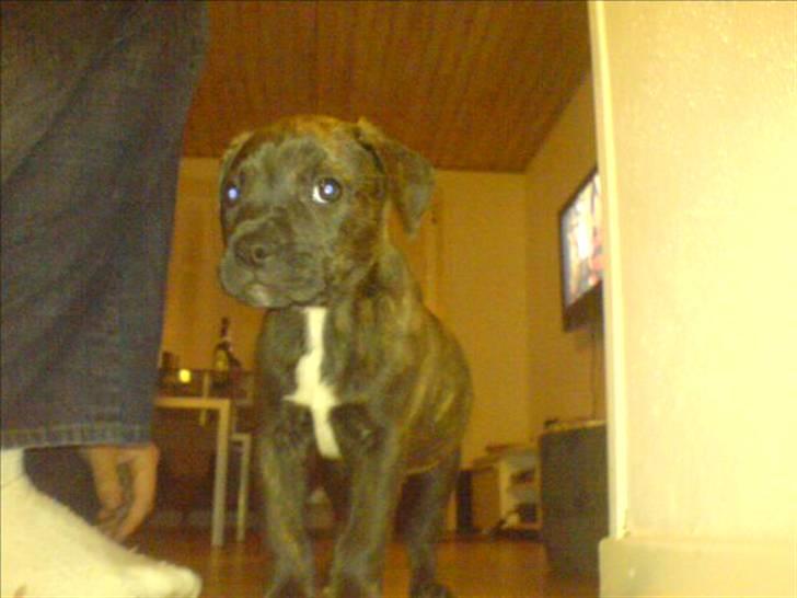 Blanding af racer Rocco billede 3