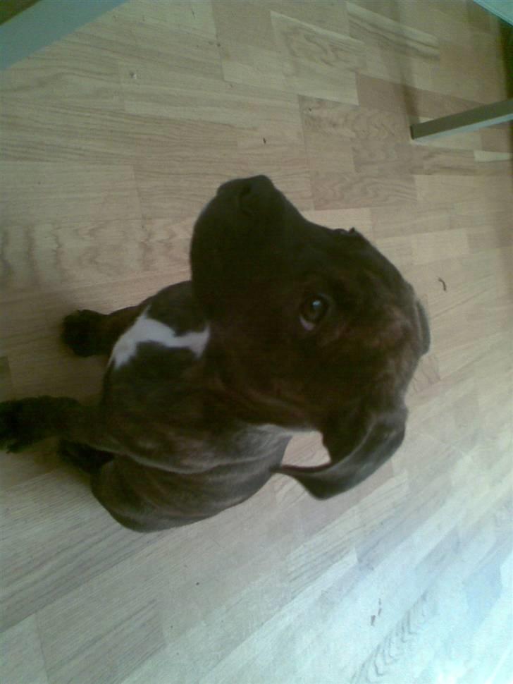 Blanding af racer Rocco billede 4