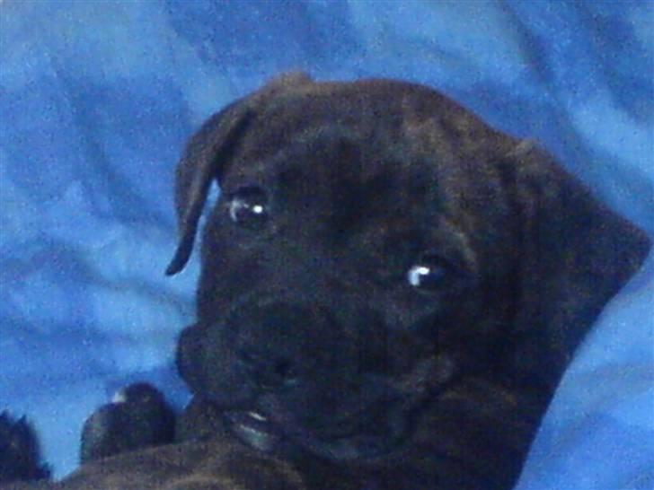 Blanding af racer Rocco billede 5