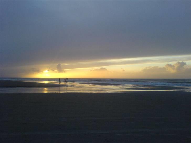 Blanding af racer Rocco billede 6