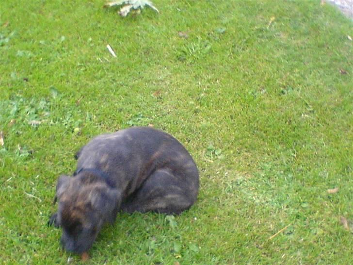 Blanding af racer Rocco billede 7