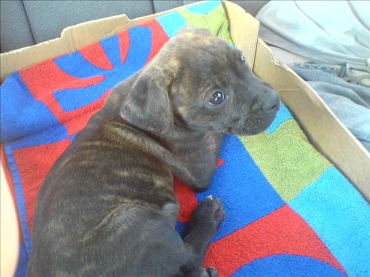 Blanding af racer Rocco billede 8