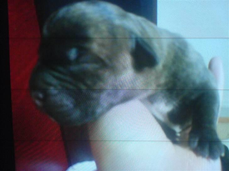 Blanding af racer Rocco billede 10