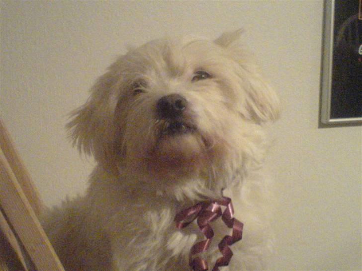 Malteser Albert<3 - Albert<3 billede 1