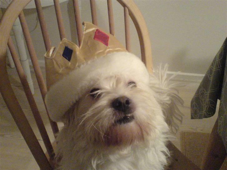 Malteser Albert<3 - Albert med en lille kongekrone på ha  er fin!  billede 2