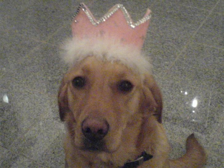 Malteser Albert<3 - Alberts kæreste Soffy<33 Real love! billede 3