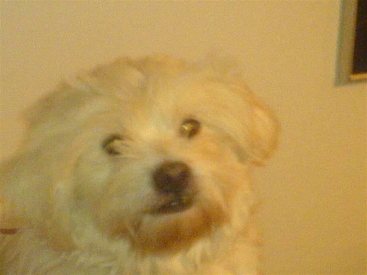 Malteser Albert<3 - Albert miin hund...! billede 4