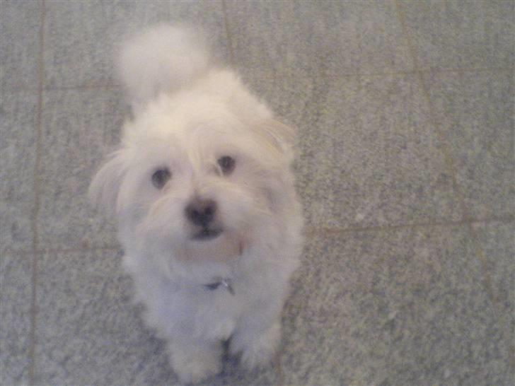 Malteser Albert<3 - Er han ik fin....! billede 5