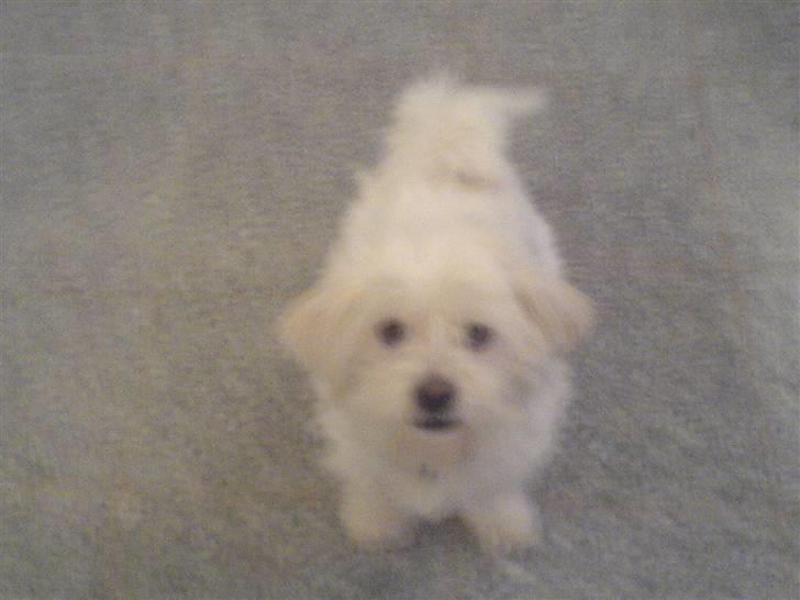 Malteser Albert<3 - Miin hund<3 billede 6