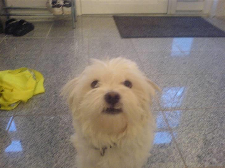 Malteser Albert<3 - Miin 4-ever<3 billede 7