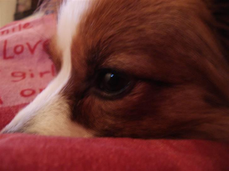 Papillon Feline *Aflivet :'(* - Møffes øje :-) billede 8