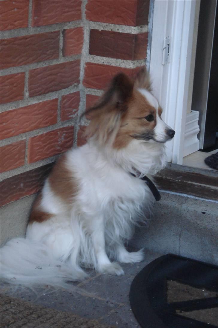 Papillon Feline *Aflivet :'(* - Feline udenfor  billede 9