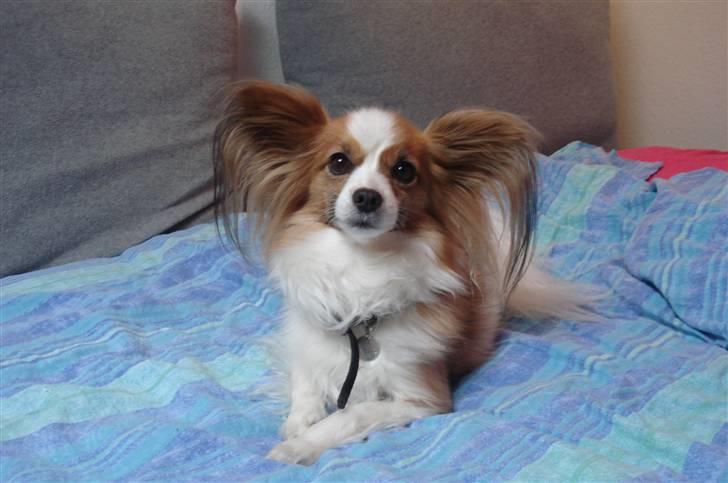 Papillon Feline *Aflivet :'(* - Feline i min seng (igen) ;D billede 10