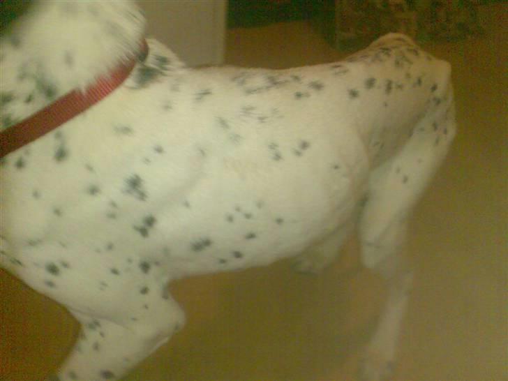 Blanding af racer Pablo **Ribe hund** RIP billede 2