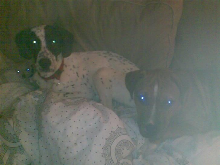 Blanding af racer Pablo **Ribe hund** RIP - Her ligger de så alle vores tre dejlige vapser, hvis man kigger godt efter er det også muligt at få øje på Kaare ;) billede 3