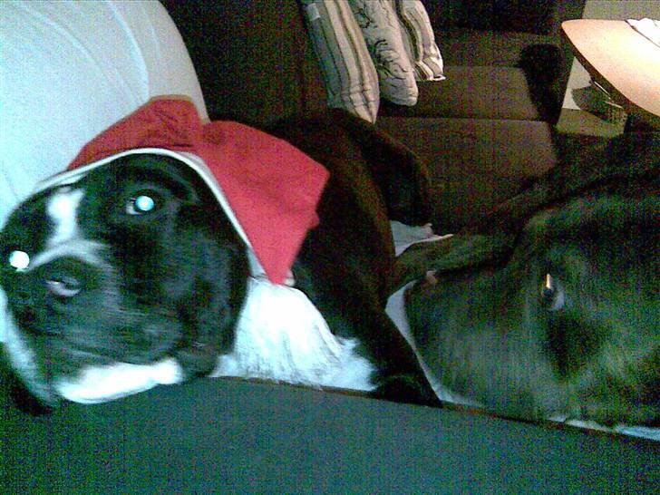 Amerikansk staffordshire terrier miss chicago - ha ha chicago du har hue på. du ser mærkelig ud godt det ikk er mig ha ha billede 11