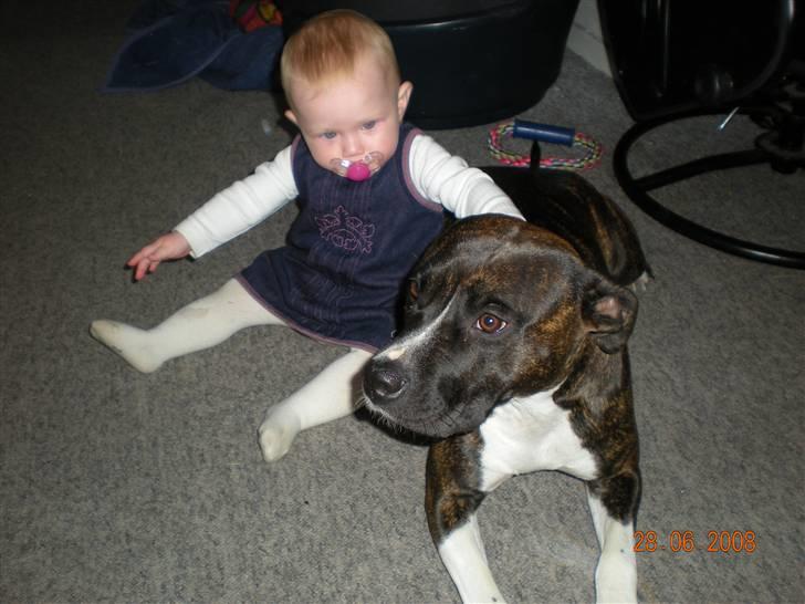 Amerikansk staffordshire terrier Chanti R.I.P - Hej jeg hedder Chanti og her ligger jeg med min lillesøster billede 1