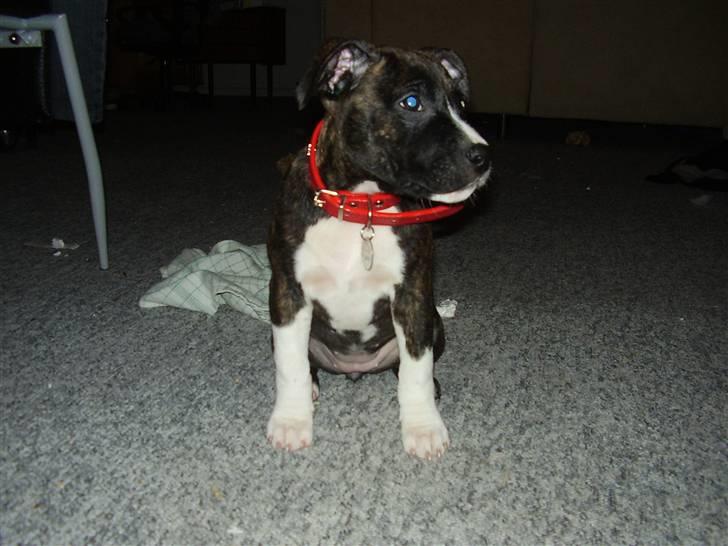 Amerikansk staffordshire terrier Chanti R.I.P billede 2