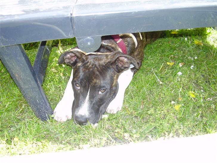 Amerikansk staffordshire terrier Chanti R.I.P billede 3