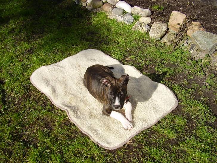 Amerikansk staffordshire terrier Chanti R.I.P billede 4