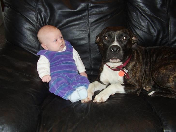 Amerikansk staffordshire terrier Chanti R.I.P billede 5