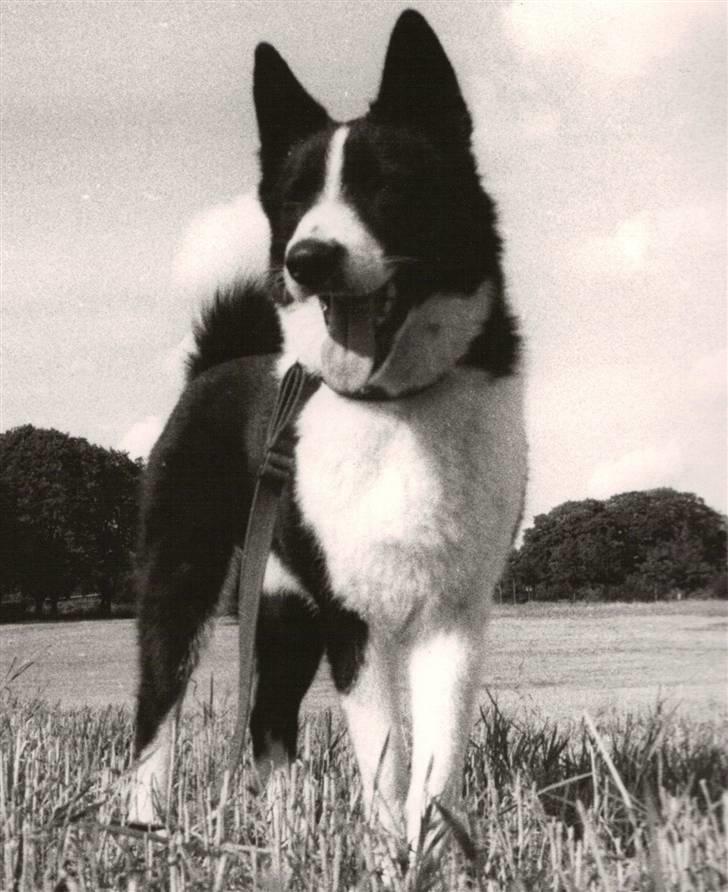 Karelsk bjørnehund King *død* - King på markerne. billede 1