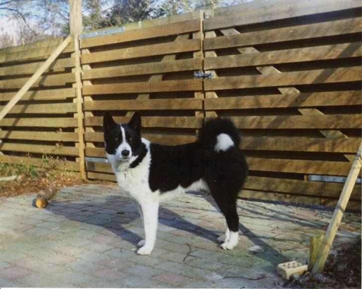 Karelsk bjørnehund King *død* - I sommerhus i gilleleje... om vinteren ;). billede 2