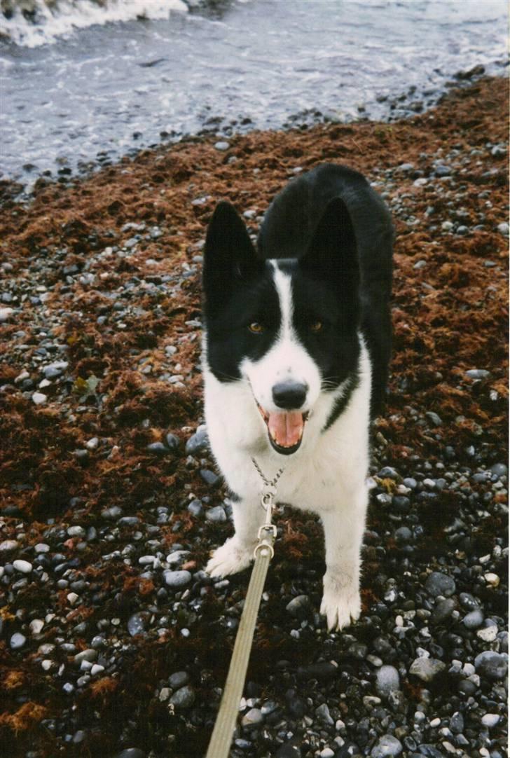 Karelsk bjørnehund King *død* - På tur til Stevns klint. billede 4