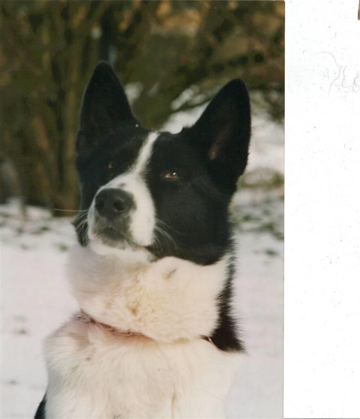 Karelsk bjørnehund King *død* - Over i parken. billede 6