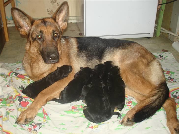 Schæferhund Sonto´s Oline - Oline med sine kun to dage gammle hvalpe :-) billede 13