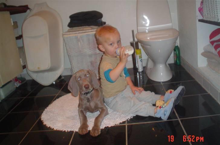 Weimaraner Baghera - 20/12.07 Vi gør og liiiiiige natte klar :-) billede 11