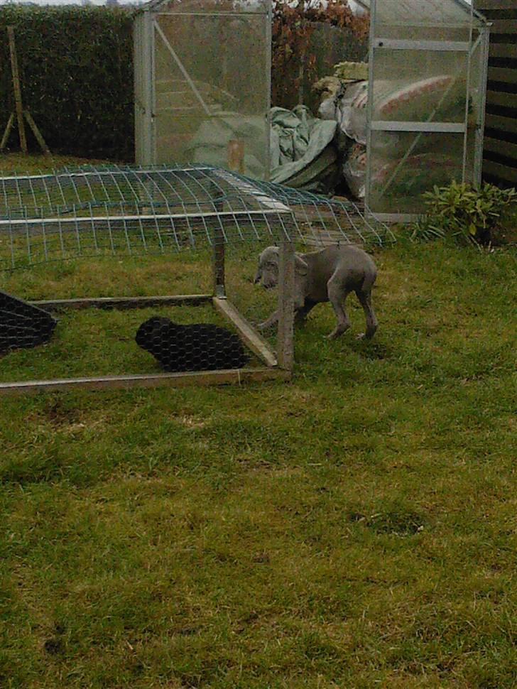Weimaraner Baghera - Et møde med Kurt i haven :-) billede 12