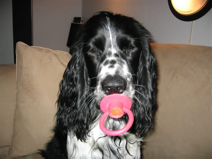Cocker spaniel Sascha - Selvom jeg er 7 mdr. kan jeg jo godt bruge sut billede 6