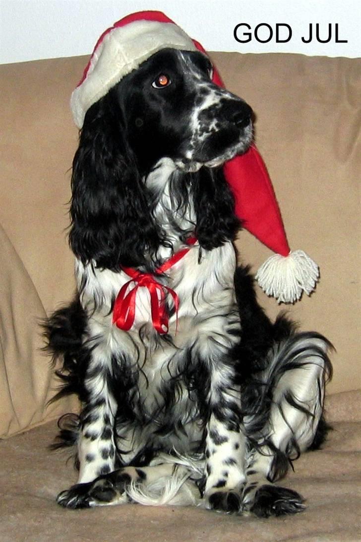 Cocker spaniel Sascha - Så er jeg klar til min første juleaften billede 7