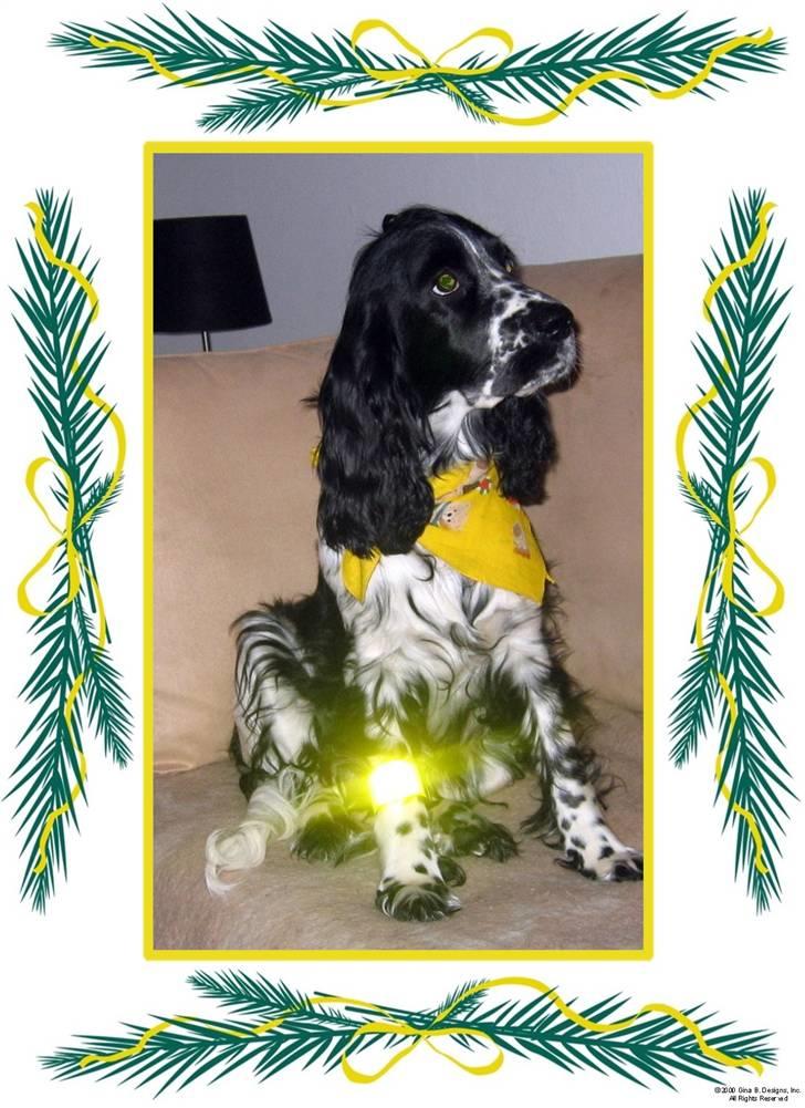 Cocker spaniel Sascha - Nu skal jeg snart i skole, så skal jeg være trafiksikker billede 8
