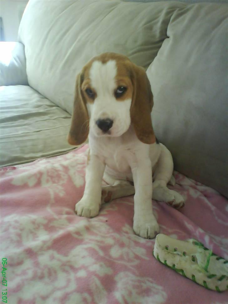 Beagle bella - er jeg ikke sød. giv mig en masse stemmer vov vov billede 7