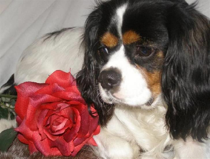 Cavalier king charles spaniel charlie - min simone syntes jeg skal stilles pænt op til fotografering billede 1