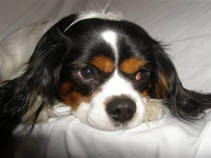 Cavalier king charles spaniel charlie - HMMM   er der slet ingen grænser..smiler billede 2