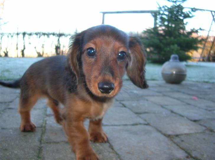 Miniature gravhund luffe - hej jeg hedder luffe. velkommen til min profil se flere billeder af mig i profilen. billede 1